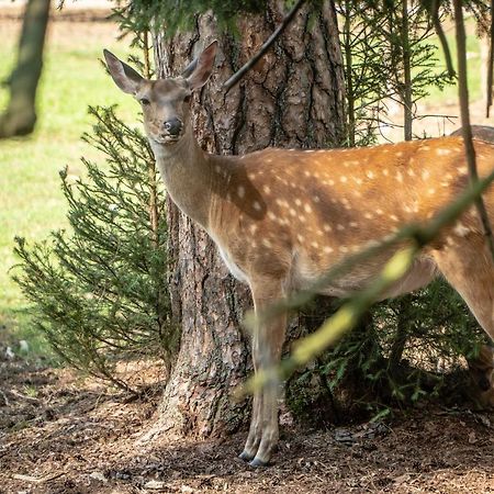 Готель Usadba Belovezhskoye Pomestye Каменюки Екстер'єр фото